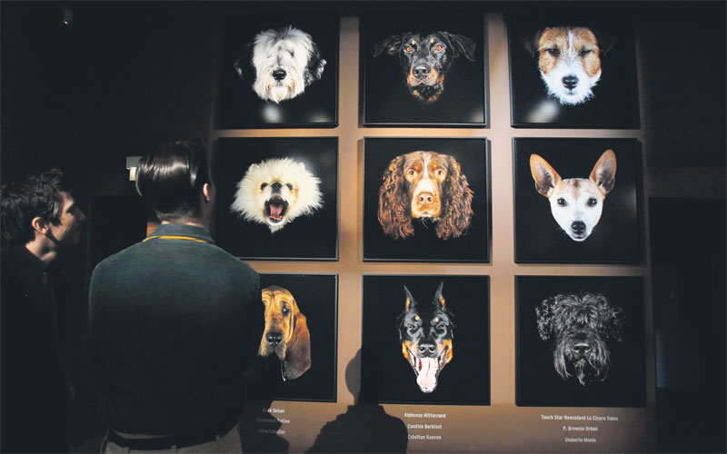 The canine exhibition in Paris has a portrait gallery from the point of view of the dogs. (AFP)