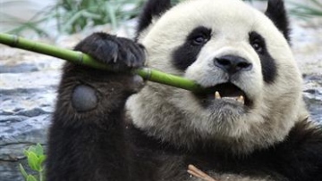 Photo: ${params.title}