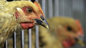 Photo: ${params.title}