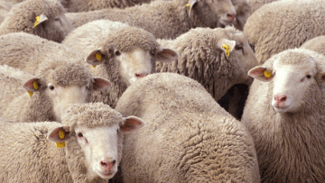 Photo: ${params.title}