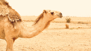 Photo: ${params.title}