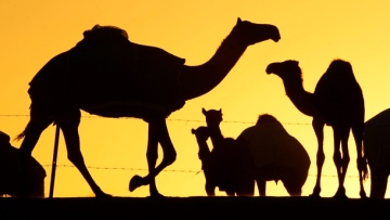 Photo: ${params.title}