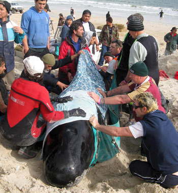A handout picture released by the Department of Conservation shows volunteers rolling one of the stranded pilot whales on to a tarpaulin ready for lifting at Karikari Beach, New Zealand. (EPA)