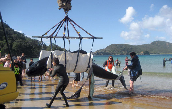 A handout picture released by the Department of Conservation shows volunteers unloading a stranded pilot whale at Maitai, Waikato Bay, New Zealand. (EPA)