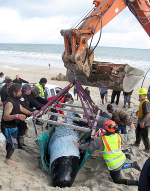 A handout picture released by the Department of Conservation shows volunteers hoisting one of the stranded pilot whales to lift it on to a trailer at Karikari Beach to transport it to Maitai, New Zealand. (EPA)