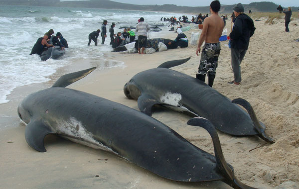 This handout photo taken and released by the New Zealand Department of Conservation shows two dead pilot whales as people tending to other whales are hampered by rough seas in their attempt to re-float 15 stranded pilot whales at Karikari beach in the far north of New Zealand.(AFP)