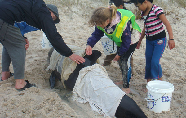 This handout photo taken and releasedby the New Zealand Department of Conservation shows a woman and and three children tending to a pilot whale as they and others are hampered by rough seas in their effort to re-float 15 stranded pilot whales at Karikari beach in the far north of New Zealand. (AFP)