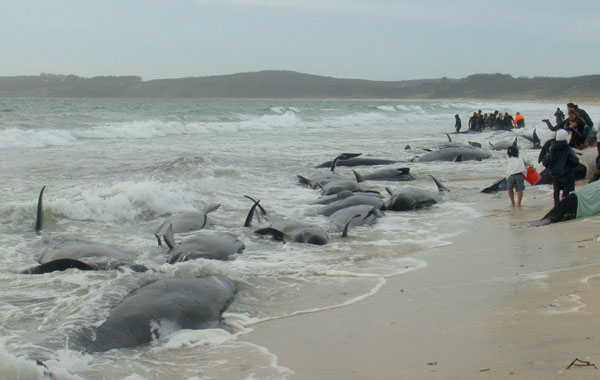 This handout photo taken and releasedby the New Zealand Department of Conservation shows a woman and and three children tending to a pilot whale as they and others are hampered by rough seas in their effort to re-float 15 stranded pilot whales at Karikari beach in the far north of New Zealand. (AFP)
