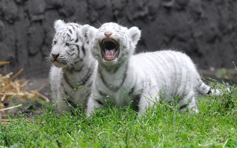 A white tiger cub screams for mother Bianca (four years-old) as he explores the outdoor facility of the Serengeti Park in Hodenhagen, Germany, 25 August 2010. For the first time, the four white tiger cubs Oskar, Rene, Shiva and Nili - born on 14 July 2010 - werer allowed to go outside with their mother. All together, eleven white tigers live in the Serengeti Park. (EPA)