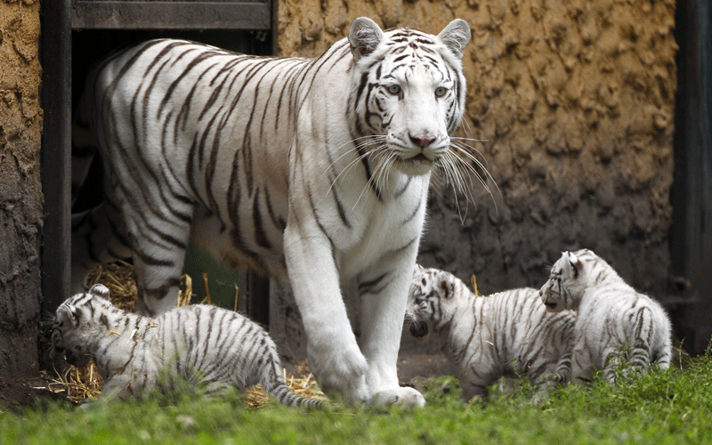 White tiger Bianca with her cubs, during their first time in the outside enclosure, in the Serengeti Park in Hodenhagen, Lower Saxony in northern Germany. (AP)