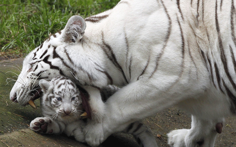 Bianca, the mother of two white tiger cubs, carries one of them, during their first time in the outside enclosure, in the Serengeti Park in Hodenhagen, lower saxony, northern Germany. (AP)