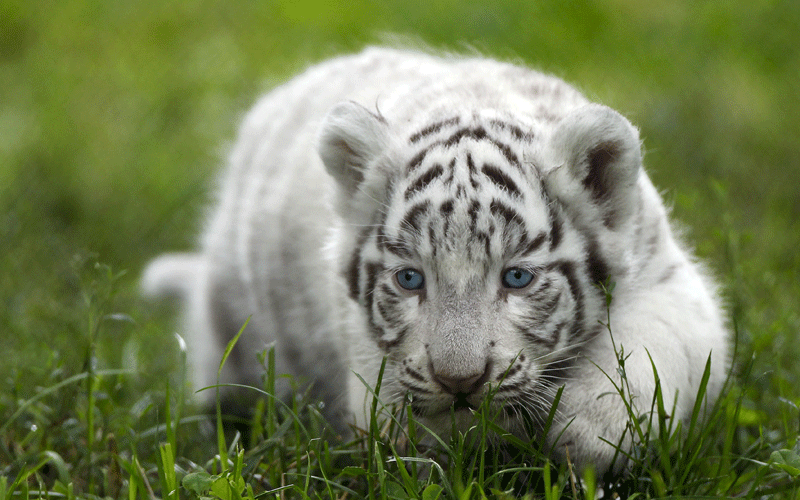 One of two white tiger cubs, during their first time in the outside enclosure, in the Serengeti Park in Hodenhagen, lower saxony, northern Germany, on Wednesday. (AP)