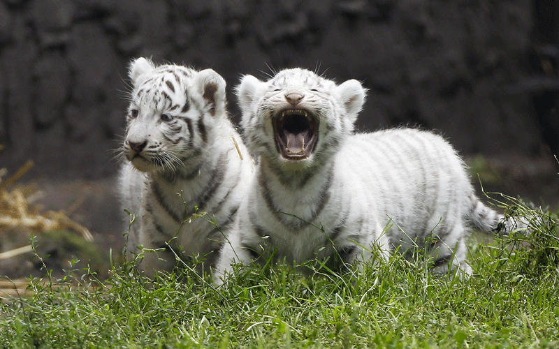 Two white tiger cubs, during their first time in the outside enclosure, in the Serengeti Park in Hodenhagen, lower saxony, northern Germany, on Wednesday. (AP)