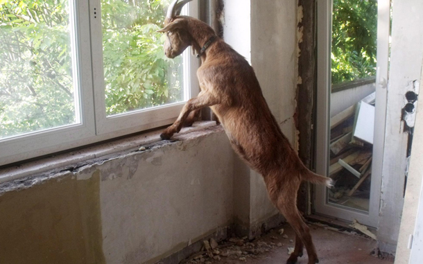 Wandering Goat Gets Facebook Fan Page Offbeat Crazy World Emirates24 7