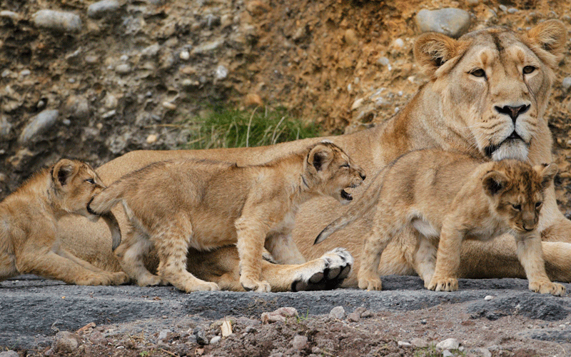 Three two-month-old lion cubs play with their mother Joy in their enclosure at Zurich's zoo. (REUTERS)