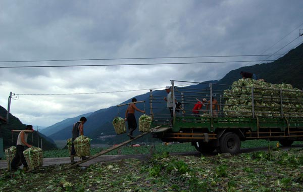 Farmers collect their lettuce crops in advance as Typhoon Fanapi approaches Ilan County, north eastern Taiwan. (REUTERS)