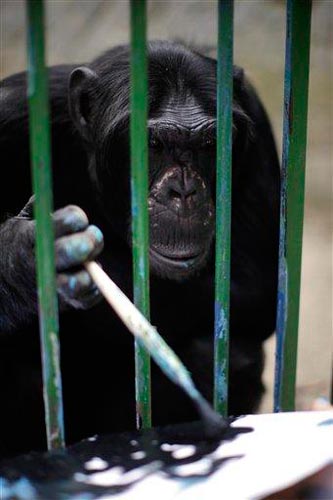 jimmy smoking chimpanzee oakland zoo jimmy smoking chimpanzee oakland zoo