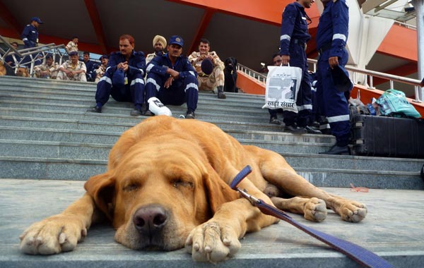 A dog from the anti-bomb squad takes a break as a security check is organised at The Jawaharlal Nehru stadium, a few hours before the opening ceremony of the XIX Commonwealth Games in New Delh. (AFP)