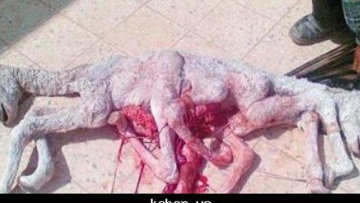 Photo: ${params.title}