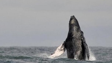 Photo: ${params.title}