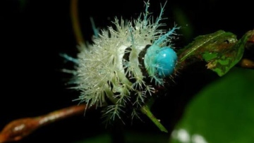 Photo: ${params.title}