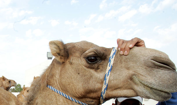 Camel sold for almost a million dollars in Saudi - News - Region -  Emirates24|7
