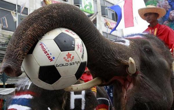 Elephants decorated with the national flags of countries participating in the 2010 FIFA World Cup. (REUTERS)