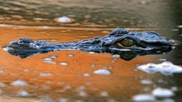 Photo: ${params.title}