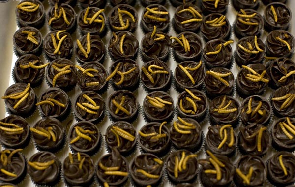 A box of with mealworm pralines is seen at the Rijn IJssel school for chefs in Wageningen January 12, 2011. All you need to do to save the rainforest, improve your diet, better your health, cut global carbon emissions and slash your food budget is eat bugs. Mealworm quiche, grasshopper springrolls and cuisine made from other creepy crawlies is the answer to the global food crisis, shrinking land and water resources and climate-changing carbon emissions, Dutch scientist Arnold van Huis says. To attract more insect-eaters, Van Huis and his team of scientists at Wageningen have worked with a local cooking school to produce a cookbook and suitable recipes. (REUTERS)