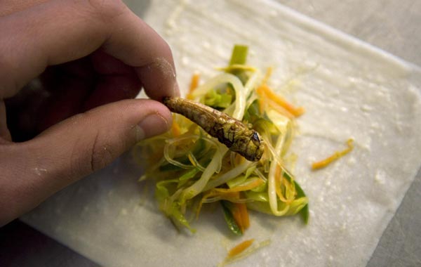A student prepares a spring roll with roasted grasshoppers at the Rijn IJssel school for chefs in Wageningen January 12, 2011. All you need to do to save the rainforest, improve your diet, better your health, cut global carbon emissions and slash your food budget is eat bugs. Mealworm quiche, grasshopper springrolls and cuisine made from other creepy crawlies is the answer to the global food crisis, shrinking land and water resources and climate-changing carbon emissions, Dutch scientist Arnold van Huis says. To attract more insect-eaters, Van Huis and his team of scientists at Wageningen have worked with a local cooking school to produce a cookbook and suitable recipes. (REUTERS)