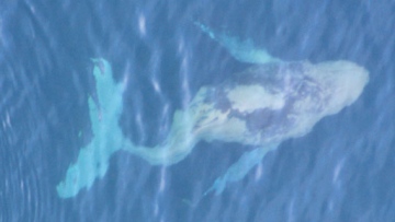 Photo: ${params.title}