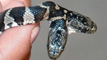 Photo: ${params.title}