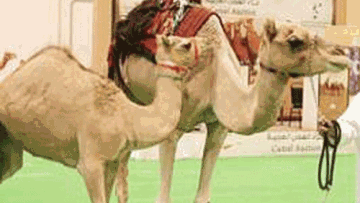 Photo: ${params.title}