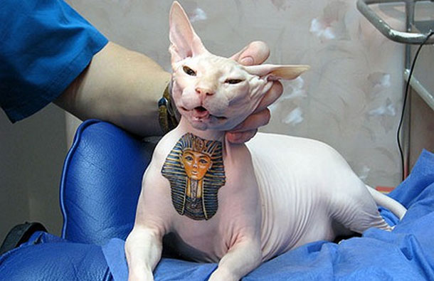 A prime example is if your pet is lost or stolen, a visible tattoo will not go unnoticed by those around. As such in the event of a consequent enquiry those who have chanced upon the dog in the last few days will certainly be able to give valuable information, which makes finding the stolen pet a much easier task.