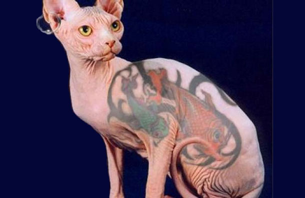 Tattooing in human beings has been an expression of fashion or culture over years. When it comes to animals, tattooing is obviously the choice of mankind again. Of late, tattooing is being looked upon as a method of identification for pets. (AGENCY)