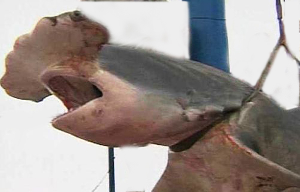 Shark with 45 pups found in Deira market - News - Emirates - Emirates24|7