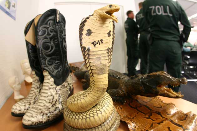 Contraband items on display: We take a look at the unusual discoveries customs officials have made at border crossings around the world.Illegally imported goods are pictured during the annual news conference of the customs duty office at Frankfurt Airport March 21, 2007. Customs officers displayed various items that had been confiscated while being illegally smuggled into Germany. (AGENCIES)