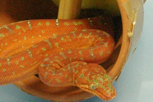 Emerald green tree boas: Handout image shows one of two live 40cm-long (16 inches) juvenile emerald green tree boas that Australian customs officials seized at the Melbourne International Mail Centre October 3, 2005. When intercepted, the snakes were concealed inside a parcel containing small clay pots that was mailed from Sweden to an address in the South Australian capital Adelaide. (AGENCIES)