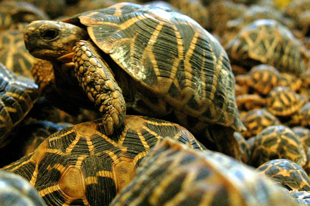 Star tortoises: Intercepted star tortoises move inside their cage in the southern Indian city of Madras July 27, 2005. Nearly a thousand star tortoises were on their way to Malaysia when the Indian smuggler carrying them was arrested by customs officials. (AGENCIES)