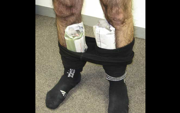 Live pigeons in tights: Live pigeons are pictured, stuffed into the tights of a man, at Melbourne International Airport in this February 1 2009 picture released by Australian Customs on February 3, 2009. The man, a passenger on a flight from Dubai, was discovered with a live pigeon stuffed in each leg of his tights, as well as two bird eggs, plant seeds and undeclared samples of eggplant after a search by customs and border control officers and was handed over to Australian Quarantine and Inspection Services staff, according to local media. (AGENCIES)