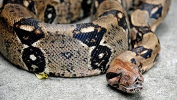 Photo: ${params.title}