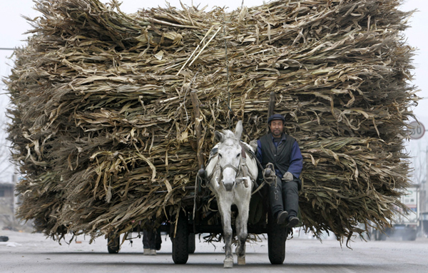 A farmer drives a car transporting dried stalks in Guye, north China's Hebei Province,February 7, 2007. China's processing trade grew slower than overall trade last year, according to commerce ministry figures, suggesting that a drive to nudge exporters up the value chain is paying off. (REUTERS)