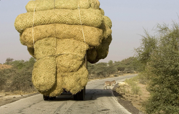 An overloaded truck carries bales of rice stalks near Rosso, as it heads for the capital Nouakchott, January 30, 2008. Picture taken January 30, 2008. (REUTERS)