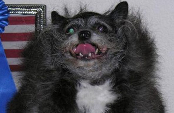 Watching images of these ugly pets is bound to give you nightmares (so please, proceed with caution through this image gallery). Have fun (if you can), and good luck to you. (AGENCY)
