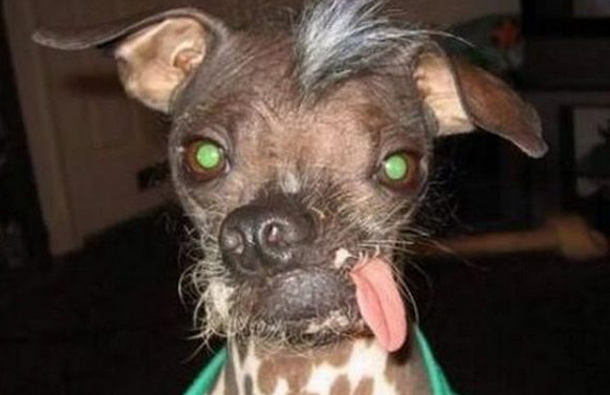 Or we could say that nature has failed badly when it comes to your dogs appearance. (AGENCY)