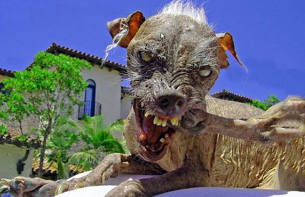 This is not a kind the way you would like your dog to look like, because winning this contest means that your dog has failed badly. (AGENCY)