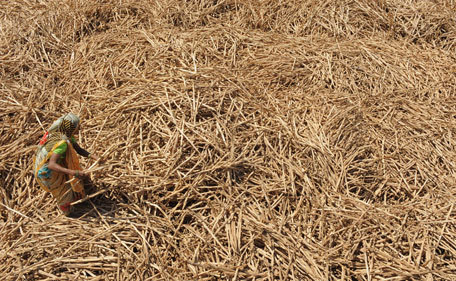 A farmer sorts stripped tobacco stalks, to be used as firewood following the harvest season, at Rampura village, some 65 kms from Ahmedabad, on May 30, 2011, on the eve of World No Tobacco Day. Tobacco farmers are heavily taxed by the state government of Gujarat. Anti-smoking campaigns such as the Tobacco Free Gujarat campaign are likely to increase difficulties for farmers as they are driven to plant alternative crops on their land. (AFP)