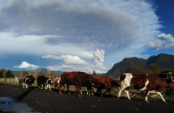A shepherd walks with his cows in the village of Rininahue as a cloud of ash billows from Puyehue volcano in southern Chile, 870 km south of Santiago. (AFP)