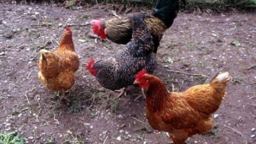 Photo: ${params.title}