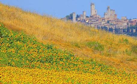 Sunflowers grow on a hillside near San Gimignano (Background) on July 3, 2011.  (AFP)